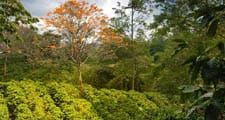 Kavamedžiai auginami tropinėse ir subtropinėse pasaulio dalyse.