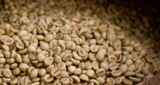 Raudonų kavamedžio uogų sėklos išimamos ir išdžiovinamos