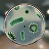 Alergija mikrobams